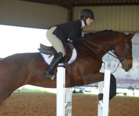 Molly Peddicord competes during an equestrian event.  (Courtesy Gofrogs.com)